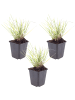 NatureNest 3er: Set Sesleria autumnalis Pflanzen in Grün