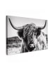 MuchoWow Leinwand bilder Schottisches Hochlandrind (BxH)