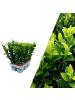 NatureNest 6 Grüne Kardinalspitz-Heckenpflanzen  Euonymus japonicus 'Green Spire'