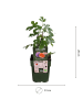 NatureNest Feigenbaum Set 3 Ficus carica winterhart bio