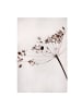 WALLART Leinwandbild - Makroaufnahme Trockenblume im Schatten in Creme-Beige