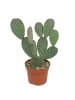 MeinVIPShop Kaktus Opuntia microdasys 25cm