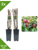 GARDENZO 2er-Set Stachelb. rot 50-60cm 2L Topf