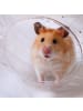 relaxdays Hamsterball in Transparent/ Weiß - Ø 18,5 cm