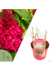 NatureNest Buddleja Butterfly Candy Little Bubblegum Pflanzen in Rosa