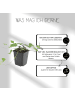 NatureNest 6 Efeu-Pflanzen  Hedera helix 'Glacier'  