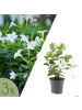 NatureNest Mandevilla weiß Set 3 Dipladenia für Terrasse