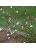NatureNest 3er-Set: Gaura Whirling Butterflies Staude in Weiß