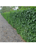 NatureNest 6 Atlantische Efeu-Pflanzen  Hedera Hibernica  