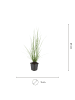 NatureNest Lampenputzergras Hameln Set 3 Pennisetum alopecuroides
