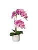 Creativ green Deko-Orchidee Phalaenopsis in pink-creme