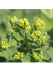 NatureNest 6er: Set Alchemilla mollis Pflanzen in Grün