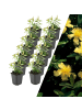 NatureNest 12 Johanniskrautpflanzen  Hypericum calycinum 