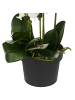 Beliani Kunstpflanze ORCHID in Grün/Weiß - (W) 28 x (H) 63 x (L) 28 cm