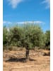 GARDENZO Olivenbäume winterhart auf Stamm mittel