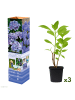 GARDENZO 3er-Set: Macrophylla Hortensien in Blau