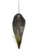 exotic living Faszinierende Pinnidae Muschel mit einer Tillandsia 2 er Set