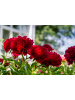 GARDENZO 3er-Set: Pfingstrose (Paeonia lactiflora) in Mischung