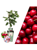 NatureNest Biologischer Kirschbaum  1 x Prunus Avium 