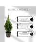 NatureNest Tisch Weihnachtsbaeumchen Picea glauca perfecta