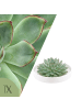 NatureNest Echeveria Pulidonis kompakte Sukkulente in Dekoschale