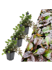 NatureNest 3 Kriechendes Zenegrün pflanzen  Ajuga reptans