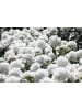 GARDENZO 3er-Set: Pfingstrose (Paeonia lactiflora) in Weiss