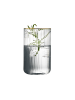 Lyngby Glas Highball Palermo Gold in Klar
