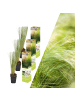 NatureNest 3 Federgras pflanzen  Stipa tenuissima 'Ponytails' 