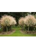 GARDENZO 2er-Set: XXL Salix Hakuro Nishiki in Rosa