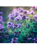 NatureNest 3er: Set Thymus praecox Purple Beauty Pflanzen in Lila