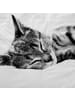 Traumschlaf Bettwäsche Cat in weiss