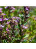 NatureNest 3er: Set Teucrium chamaedrys Pflanzen in Rosa