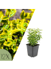 NatureNest Spindelstrauch Emerald n Gold Set 12 Euonymus