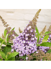NatureNest Buddleja Butterfly Candy Lila Sweetheart Pflanzen in Lila