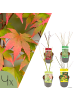 NatureNest 4er: Set Acer palmatum Ahornpflanzen Mix in Grün Topf 10,5 cm Höhe 20 cm