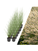 NatureNest 12 Lampenputzgras pflanzen  Pennisetum alopecuroides 'Hameln'  