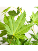 NatureNest Acer palmatum Going Green Ahornpflanze in Grün Topf 19 cm Höhe 50 cm