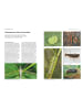 BLV Das große BLV Handbuch Insekten | Über 1360 heimische Arten, 3640 Fotos