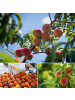 GARDENZO 3er-Set: Pfirsich Redheaven Obstbäume in Bunt