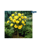GARDENZO 3er-Set: Mini-Stamm Rosen in Gelb
