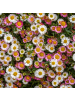 NatureNest 3er-Set: Erigeron karvinskianus Staude winterhart in Weiß