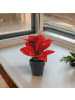 Home&Styling Collection Künstlicher Weihnachtsstern im Topf in Rot, 18 cm