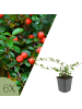 NatureNest 6 Cotoneaster dammeri Pflanzen in Grün Topf 9 cm Höhe 15 cm
