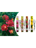 GARDENZO 4er-Set: Duftende großblumige Gartenrosen in Bunt