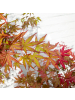 NatureNest 1 Acer palmatum Redwine Ahornpflanze in Rot Topf 19 cm Höhe 50 cm