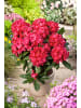 GARDENZO 6er-Set: Rhododendron Nova Zembla in Rot