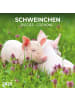 TUSHITA Kalender - Schweinchen/Piggies 2026