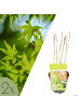 NatureNest 2er: Set Acer palmatum Going Green Ahornpflanze in Grün Topf 15 cm Höhe 30 cm