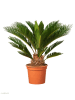 GARDENZO Japanische Cycas-Palme
